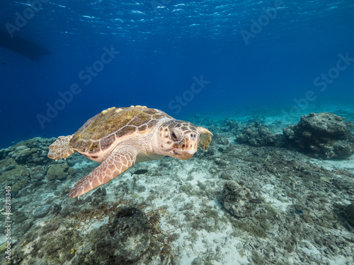 Seascape with Loggerhead Sea Turtle in the coral reef of Caribbean Sea, Curacao © NaturePicsFilms