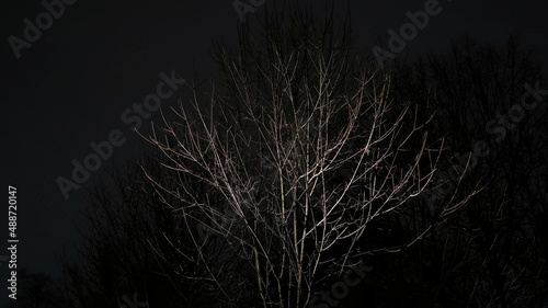 tree in night