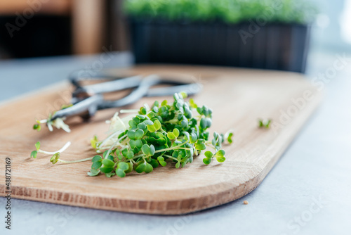 Freshly cut arugula microgreens sprouts on the chopping board in the kitchen, healthy food trends