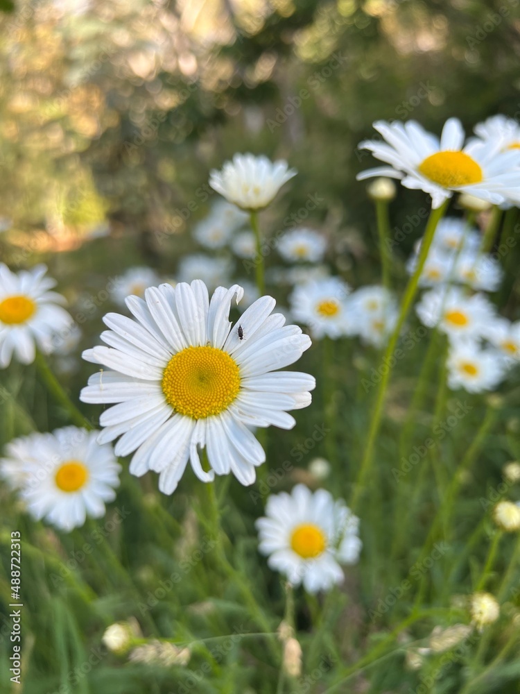 daisies in a field