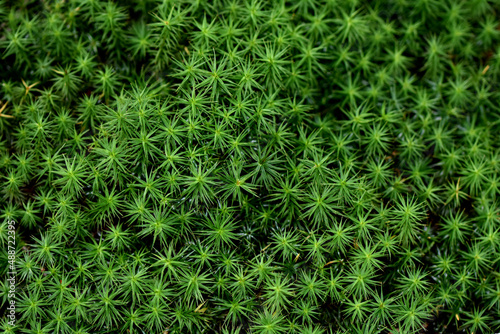 Zoom macro photo moss plant Polytrichum formosum on peat star shape plant in forest. Moss present at the foot of the trees cool places in the shape of stars. photo