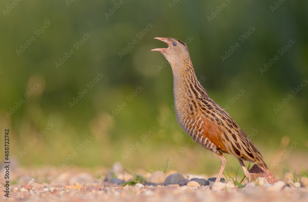 Corn crake - Crex crex - male bird at a meadow in the beginning of the summer Corn crake - Crex crex - male bird at a meadow in the beginning of the summer