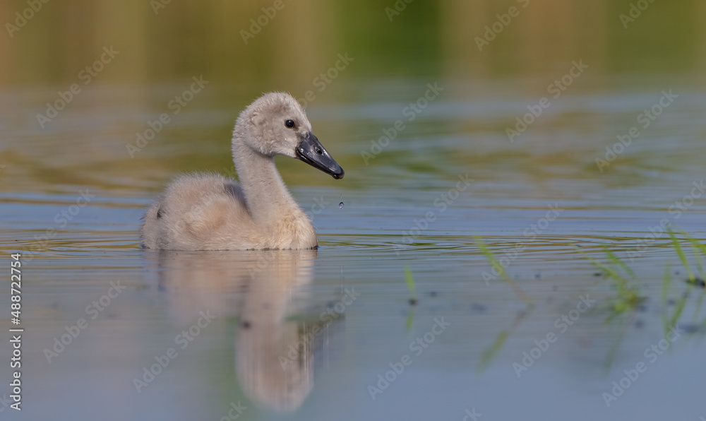 Mute Swan - Cygnus olor - cygnet at a small lake