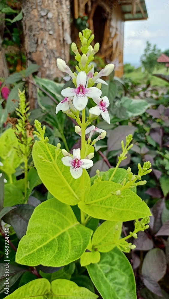 melastomes blooming melastomes blooming