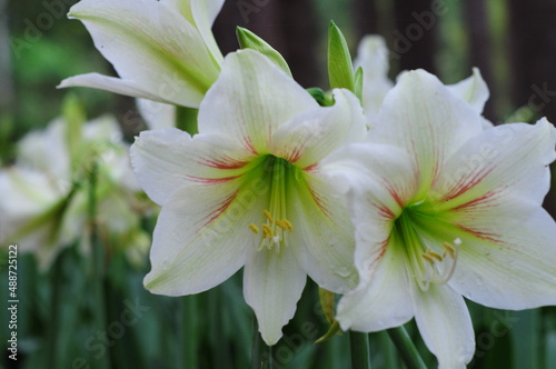 White Amaryllis with green leaves bokeh background 