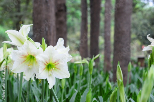 White Amaryllis with green leaves bokeh background 