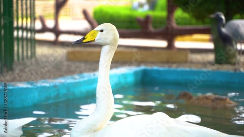 The swan nods its head while swimming in the water at the zoo. close-up slow motion