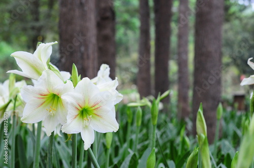 White Amaryllis with green leaves bokeh background 