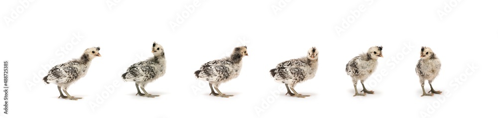 6 Isolated Cute white gray baby Appenzeller Chicken set on the row on white clear background studio light. 6 Isolated Cute white gray baby Appenzeller Chicken set on the row on white clear background studio light.