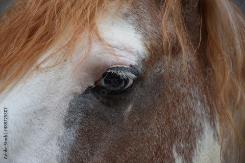 Brown horse with azure eyes 