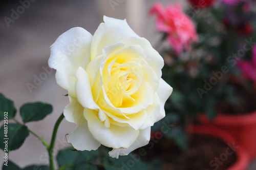 yellow rose in the garden