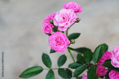 pink rose in the garden