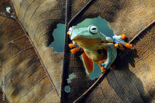 Close-up of a frog looking through a hole in a leaf, Indonesia photo