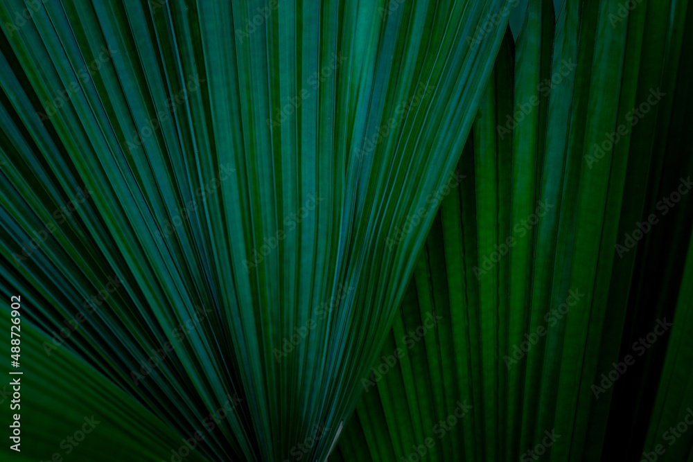 Obraz premium abstract palm leaf texture, dark green foliage nature background.