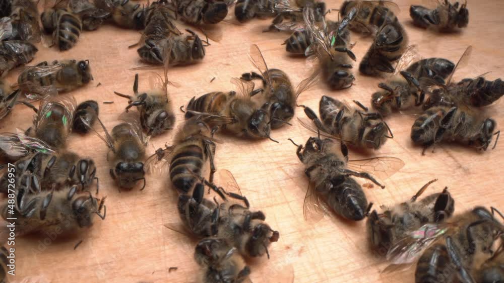 A lot of dead worker honey bees close up. Bees drop dead around 5G