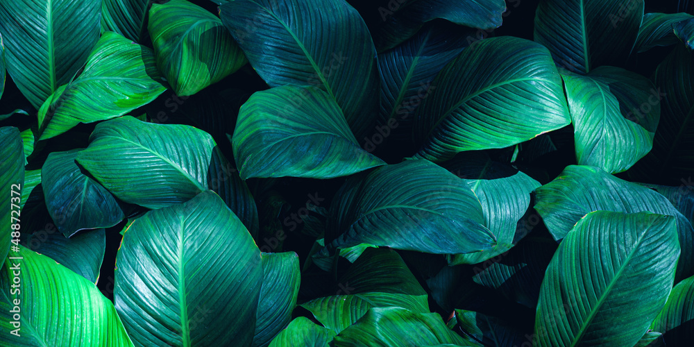 Full Frame of Spathiphyllum cannifolium Leaves Pattern Background, Nature Lush Foliage Leaf  Texture.