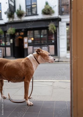 Dog looking sad and lost abandoned on street outside shop waiting for its owner to return.