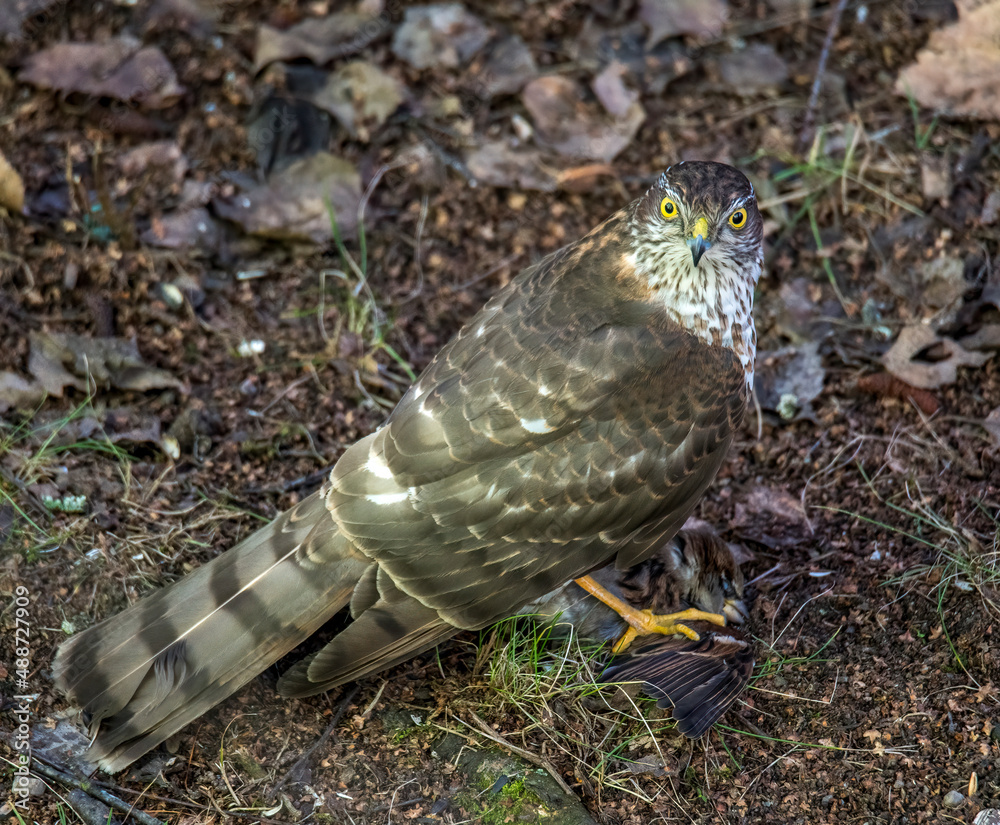 Obraz premium sparrow-hawk (Accipiter brevipes) with a sparrow caught