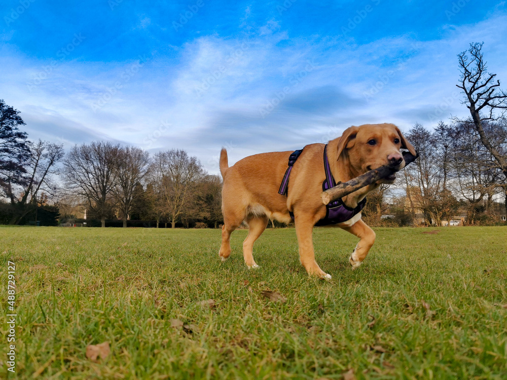 Lovely Labrador-Boxer cross breed dog also known as Boxador carrying a wooden stick in a park, with a lovely sky in background.