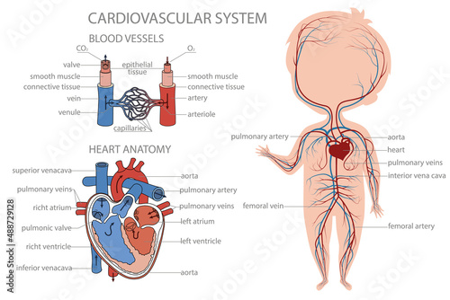 Blood circulatory system system in kid body. Biology education banner for kids. Cartoon colorful vector illustration.