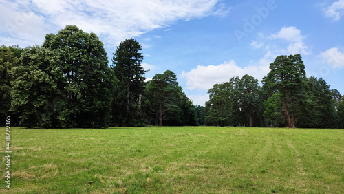 meadow in the forest under blue sky