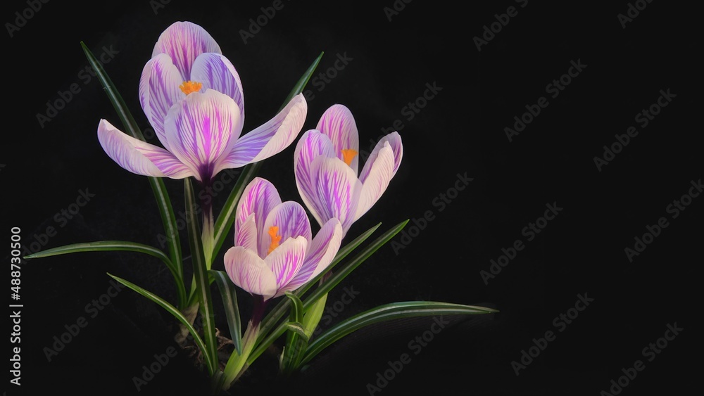 Fototapeta premium Flower