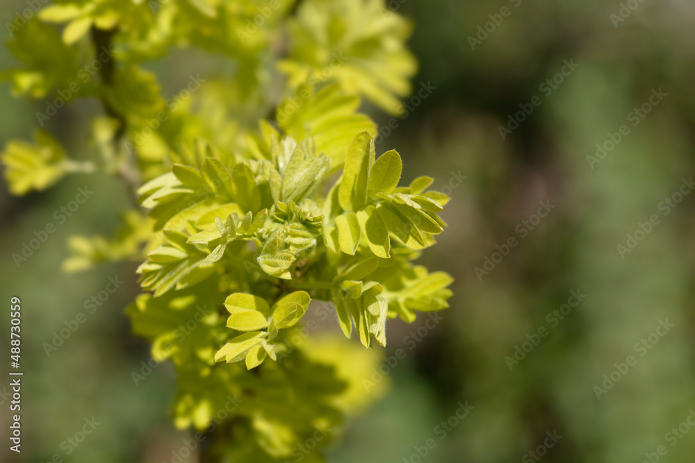 Siberian Pea Shrub