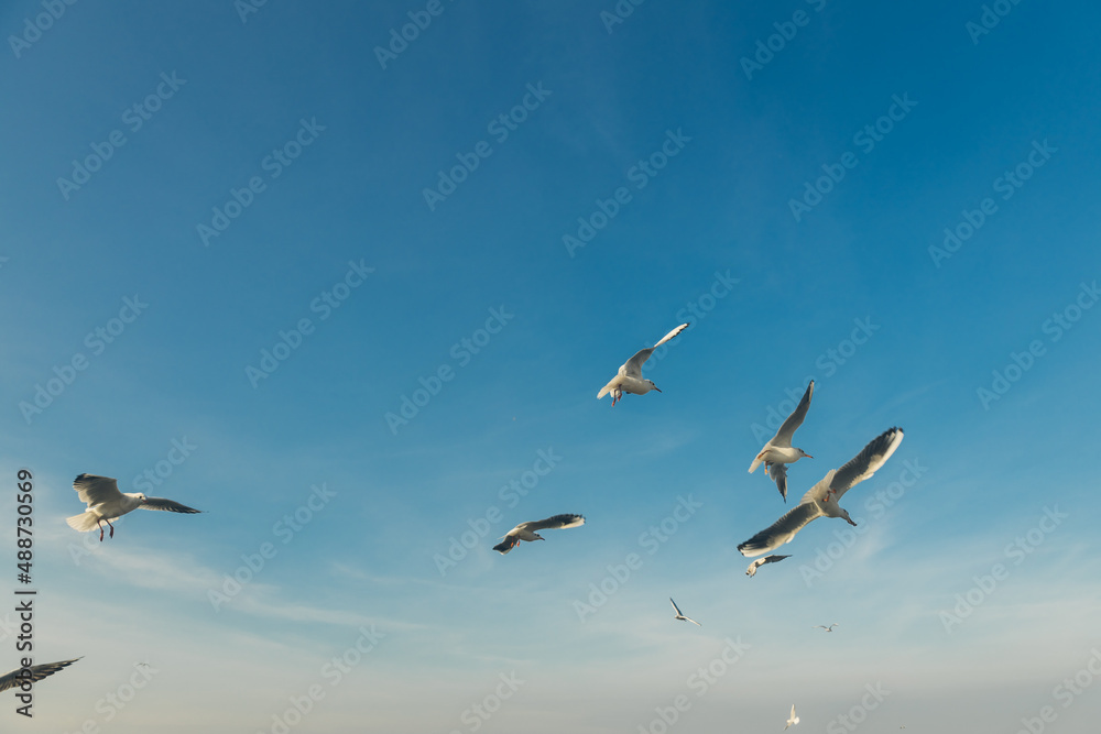 Seagulls flying high in the wind against the blue sky and white clouds, a flock of white birds.