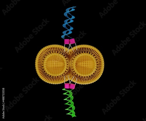liposome fusion induced by peptides interaction photo