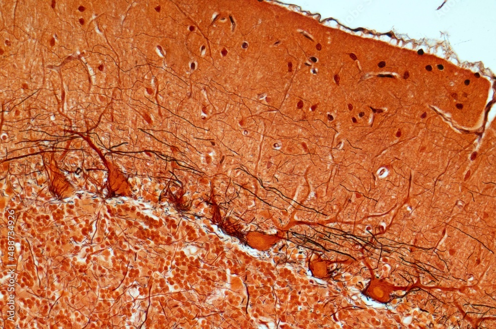 Purkinje nerve cells, LM Stock Illustration | Adobe Stock