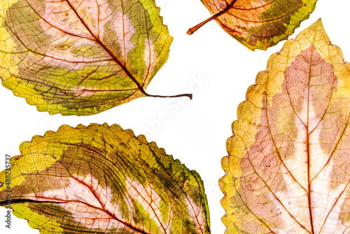 variegated foliages on the white background photo