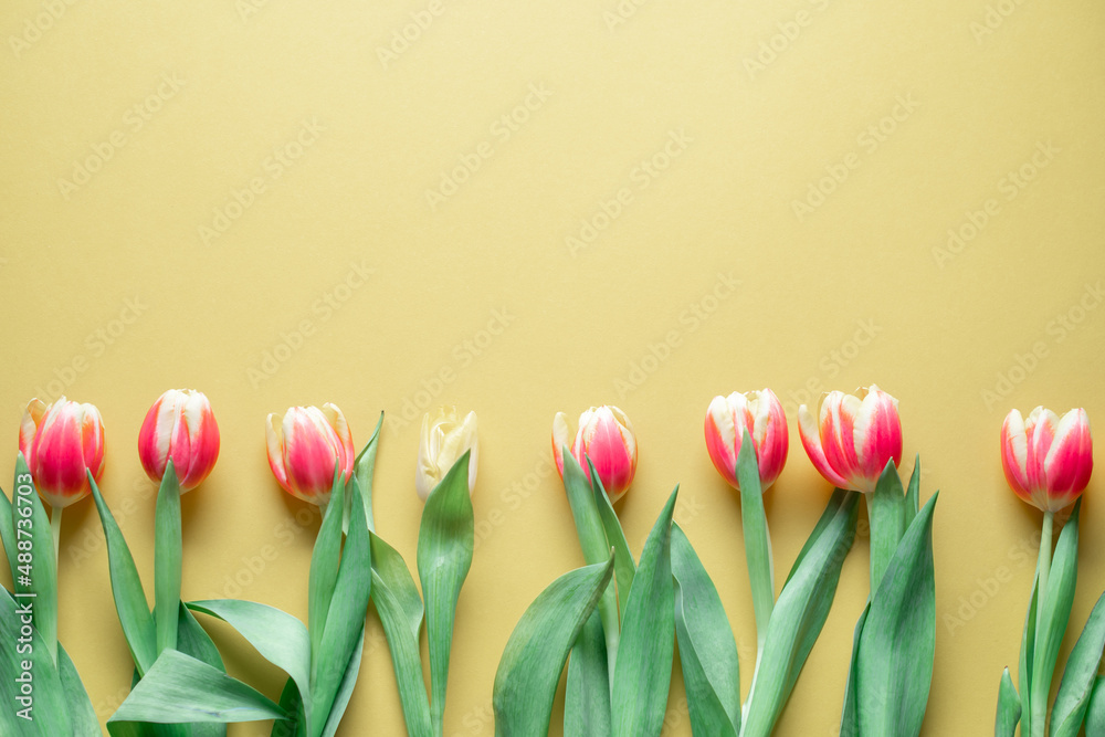 yellow and red tulips on a yellow background
