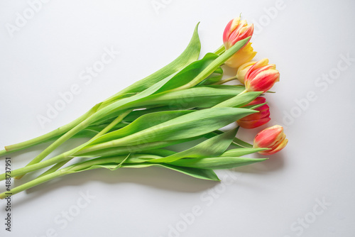 red and yellow tulips on a white background