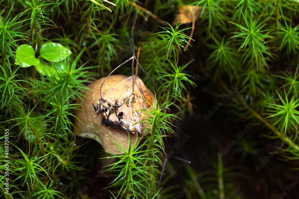 Obraz premium Porcini Cep White Mushroom King Boletus Pinophilus. Big bolete mushrooms in nature. Mushrooming harvesting season. fungi plants. Close up. Wallpaper.