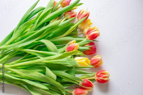 red and yellow tulips on a white background