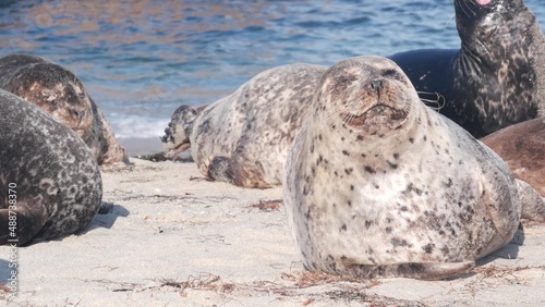 Cute wild spotted fur seal, pacific harbor sea lion resting, sandy ocean beach, La Jolla wildlife, California coast, USA. Young marine animal crawling in freedom or natural habitat bysea water waves.