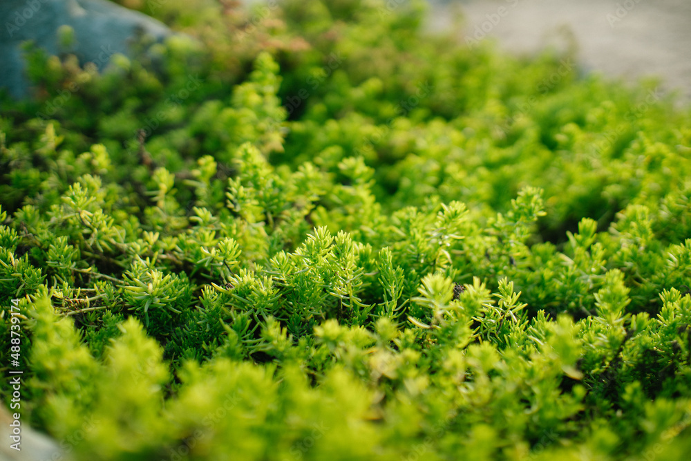 moss on the rock moss on the rock