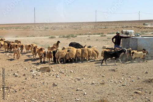 Pecore e pastori photo