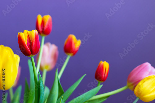 Fototapeta Naklejka Na Ścianę i Meble -  Tulips on a purple background