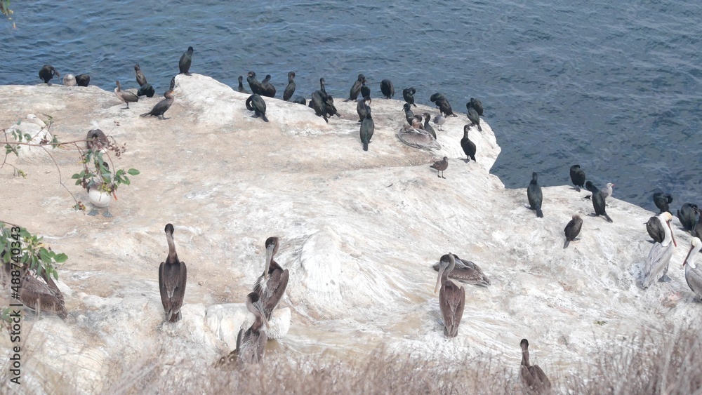 Fototapeta premium Cormorant flock or colony drying, pelican bird preen wings feathers, rock by ocean sea water, La Jolla cove wildlife, California coast, USA. Avian animal , fauna in natural habitat or freedom on cliff