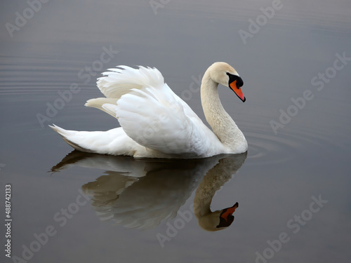A beautiful white swan on the water with a reflection on the surface