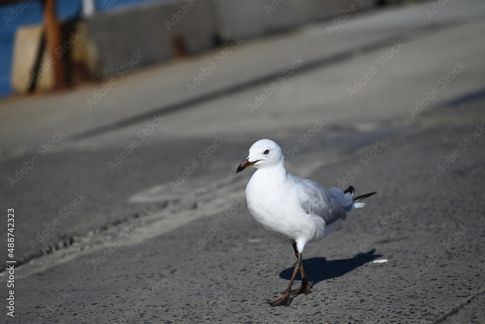 Bright white juvenile silver gull, or seagull, walking along a concrete pier Bright white juvenile silver gull, or seagull, walking along a concrete pier