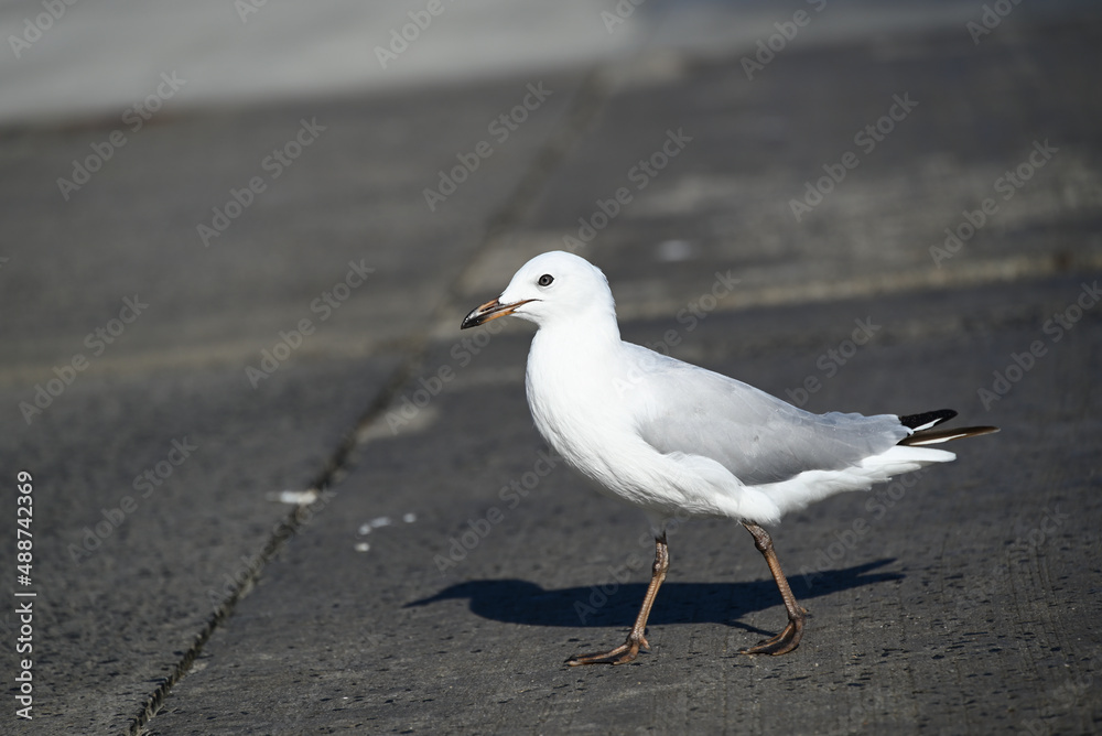 Side view of a juvenile seagull, or silver gull, walking across wet concrete Side view of a juvenile seagull, or silver gull, walking across wet concrete