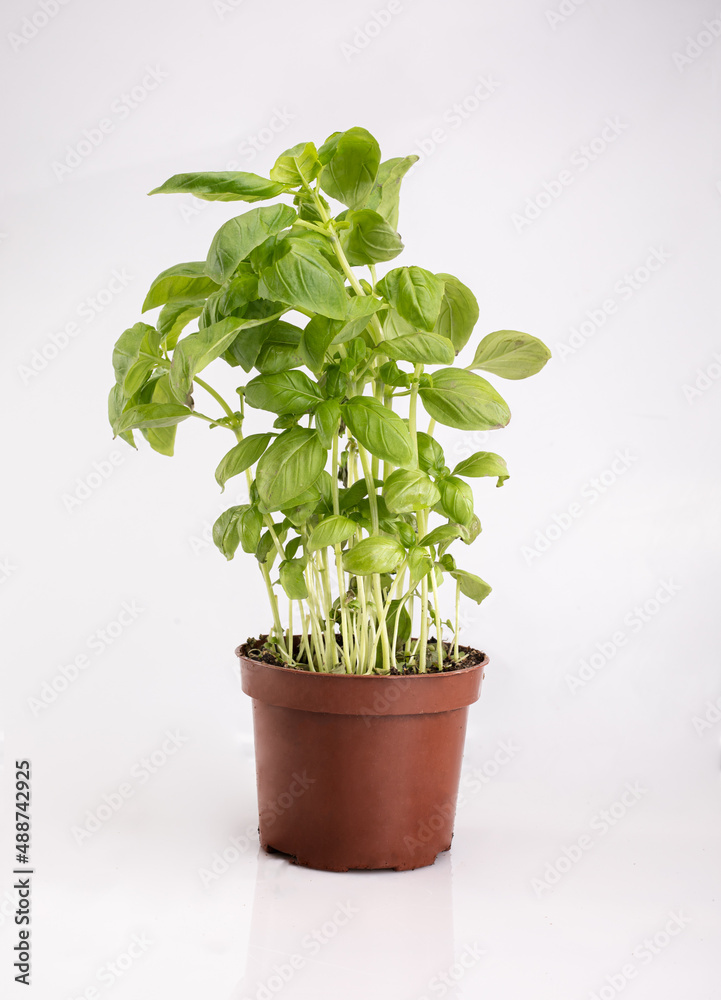 Green basil plant in a pot, isolated. Fresh herbs in a container, on white background. Packshot photo with a copy space.