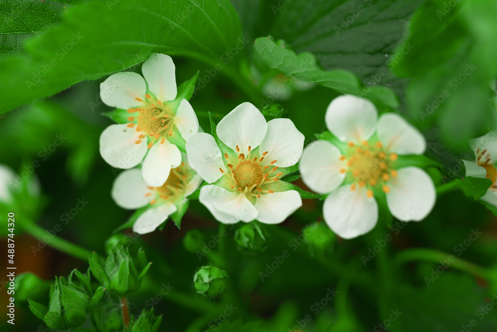Obraz premium white strawberry flowers in spring closeup