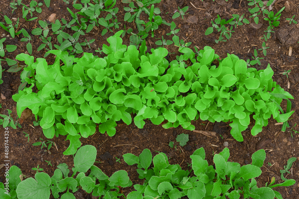 young lettuce leaves in the garden close-up