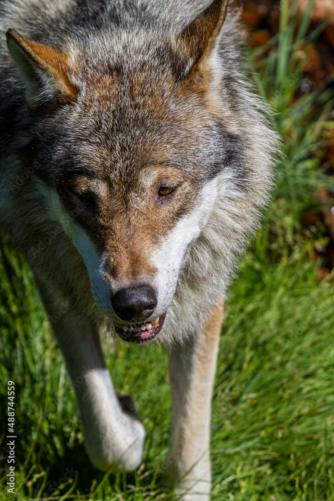 Der Wolf - Canis lupus Der Wolf - Canis lupus