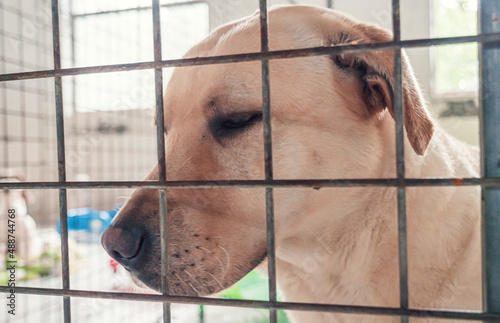 Portrait of lonely sad abandoned stray labrador behind the fence at animal shelter. Best human's friend is waiting for a forever home. Animal rescue concept © Evgenii Bakhchev