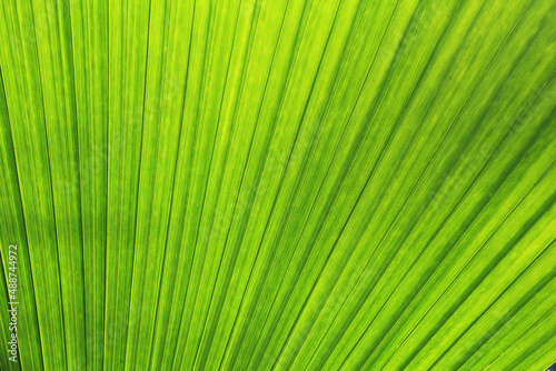 Green palm leaf texture for pattern and background