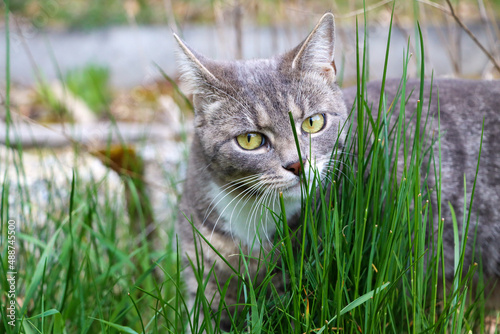 cute gray and white cat smells the grass